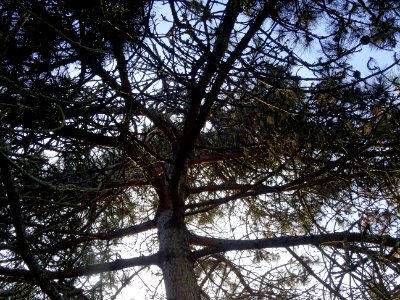 Tronc et branches du Pin noir des Cévennes, Pinus nigra ss… 