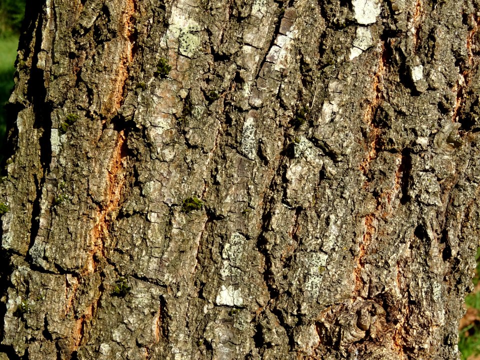 Ecorce du Chêne du cerf ou Deer oak, Quercus sadleriana, F… 
