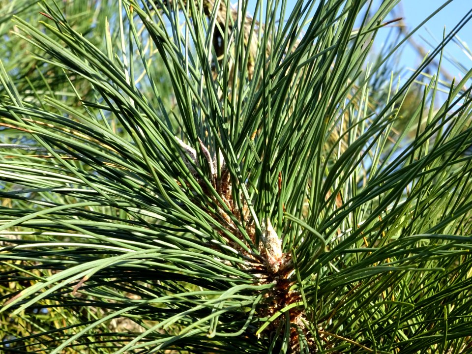 Bourgeon terminal du Pin noir des Cévennes, Pinus nigra ss… 