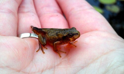Amphibian hyla japonica frog photo
