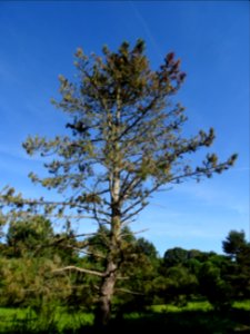 Pin noir des Cévennes, Pinus nigra ssp. Salzmannii, Pinacé… 