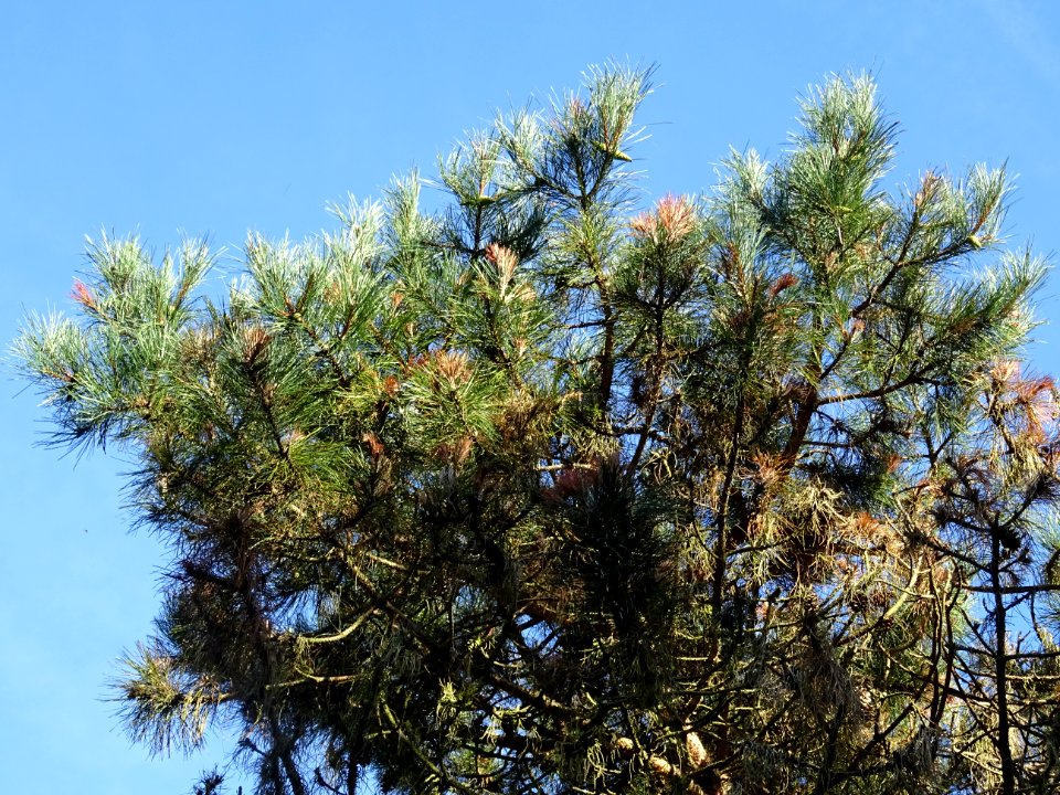 Pin noir des Cévennes, Pinus nigra ssp. Salzmannii, Pinacé… 