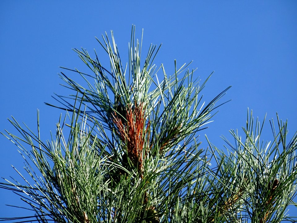 Pin noir des Cévennes, Pinus nigra ssp. Salzmannii, Pinacé… 