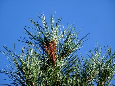 Pin noir des Cévennes, Pinus nigra ssp. Salzmannii, Pinacé… 