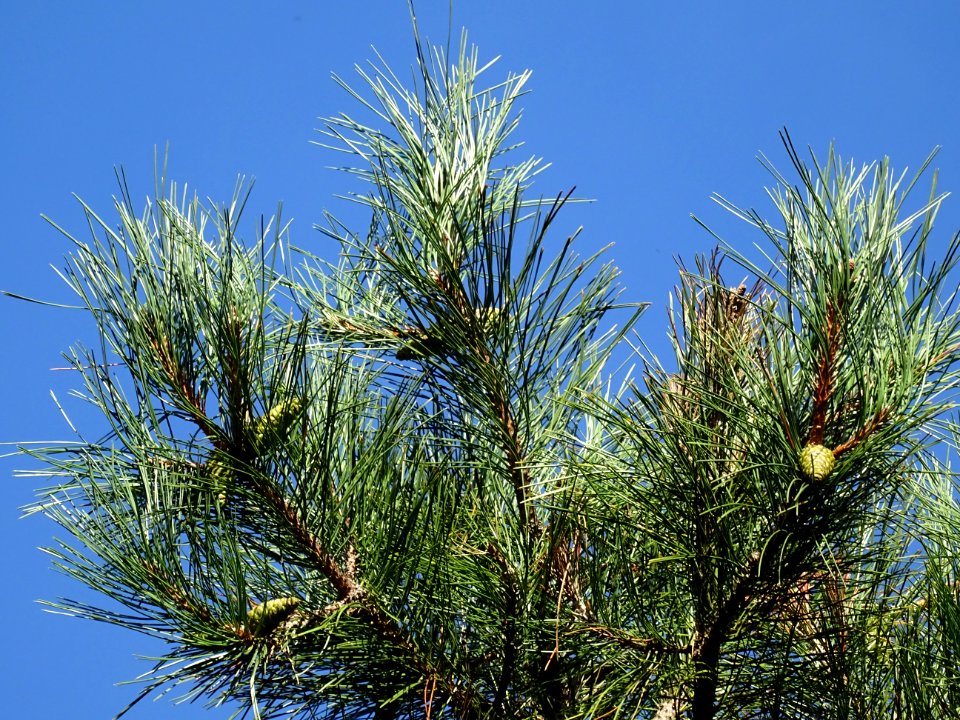 Pin noir des Cévennes, Pinus nigra ssp. Salzmannii, Pinacé… 
