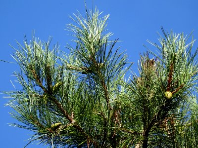 Pin noir des Cévennes, Pinus nigra ssp. Salzmannii, Pinacé… 