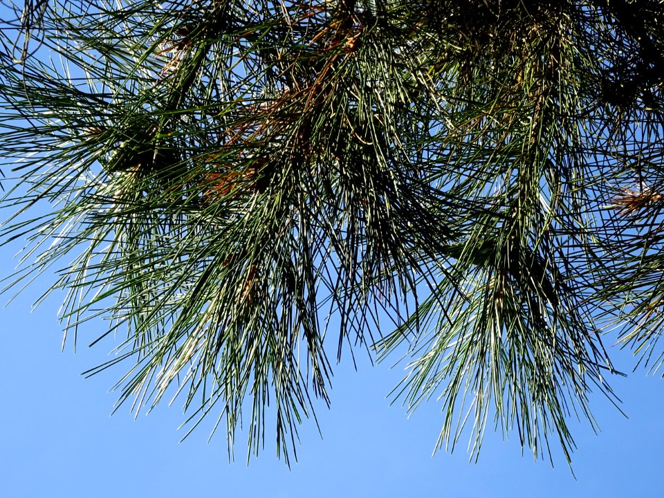 Pin noir des Cévennes, Pinus nigra ssp. Salzmannii, Pinacé… 