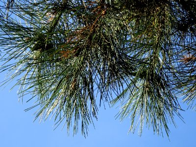 Pin noir des Cévennes, Pinus nigra ssp. Salzmannii, Pinacé… 