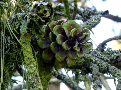 Cône femelle du Pin noir des Cévennes, Pinus nigra ssp. Sa… 