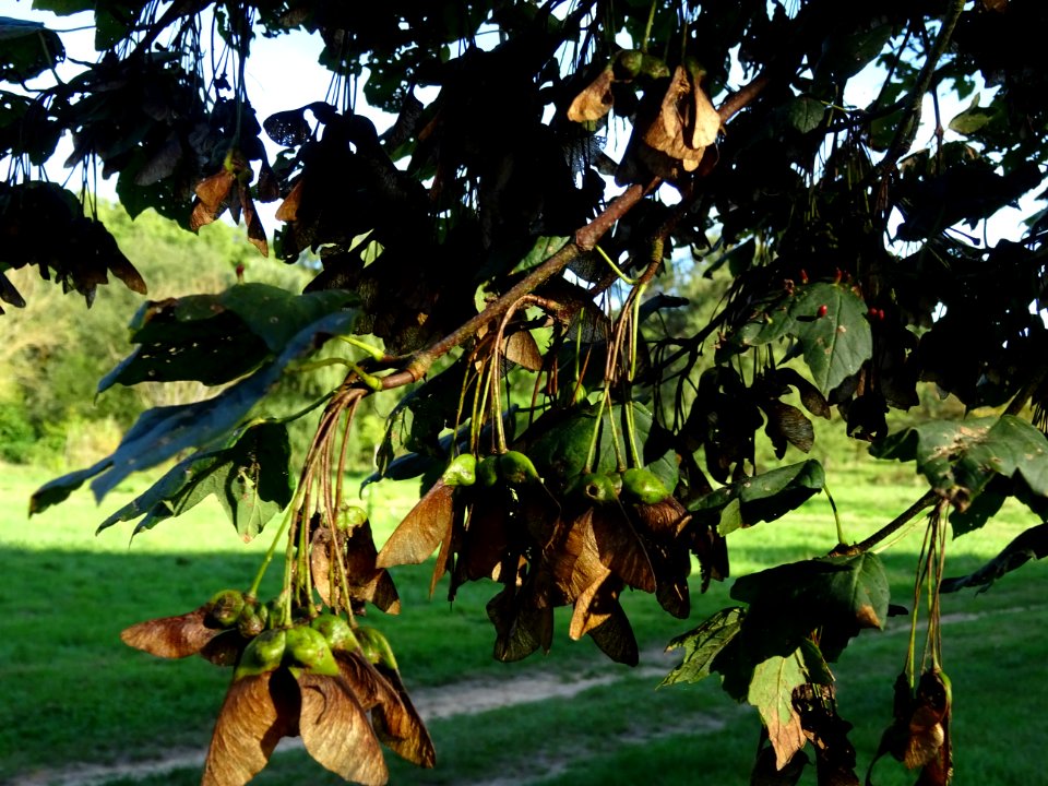 Erable à feuilles d'obier ou Erable Duret, Acer opalus, Ac… 