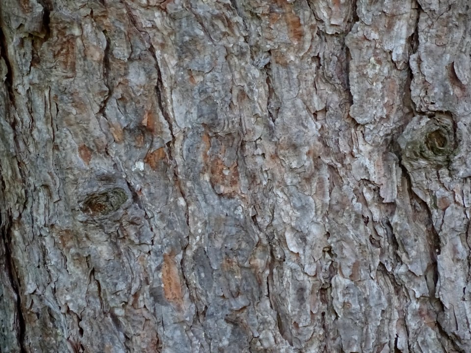 Ecorce du Pin noir des Cévennes, Pinus nigra ssp. Salzmann… 