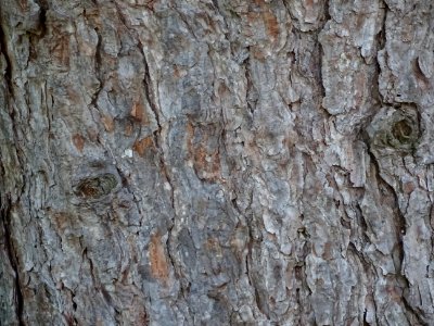 Ecorce du Pin noir des Cévennes, Pinus nigra ssp. Salzmann… 