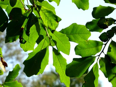 Chêne de Virginie, Quercus virginiana, Fagacées, Arboretum… 