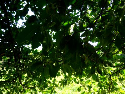 Chêne de Virginie, Quercus virginiana, Fagacées, Arboretum… 