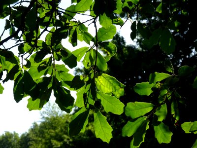 Chêne de Virginie, Quercus virginiana, Fagacées, Arboretum… 