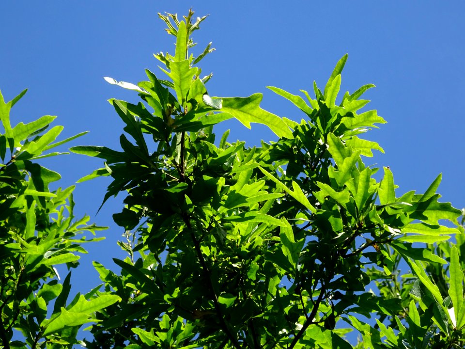 Chêne noir ou Chêne d'eau, Quercus nigra, Fagacées, Arbore… 