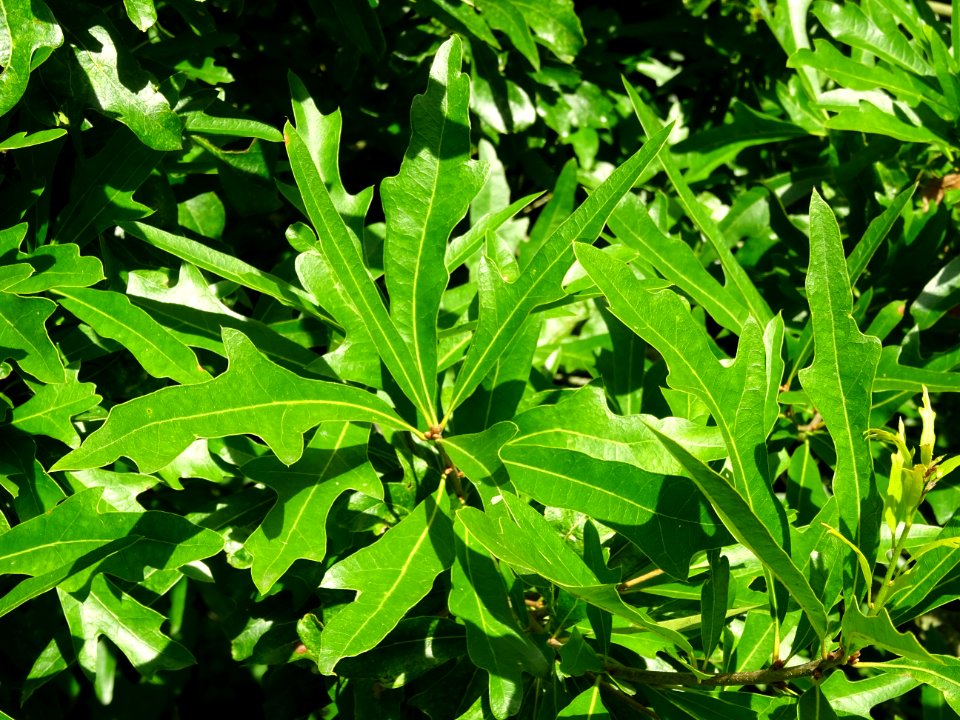 Chêne noir ou Chêne d'eau, Quercus nigra, Fagacées, Arbore… 