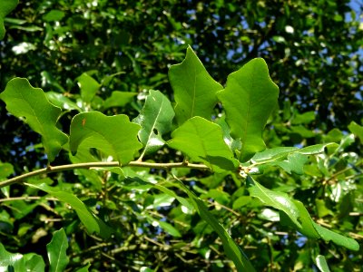Chêne de Virginie, Quercus virginiana, Fagacées, Arboretum… 