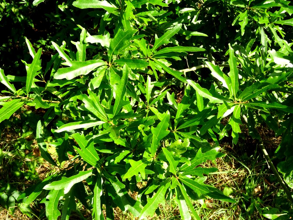 Chêne noir ou Chêne d'eau, Quercus nigra, Fagacées, Arbore… 
