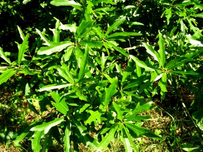 Chêne noir ou Chêne d'eau, Quercus nigra, Fagacées, Arbore… 