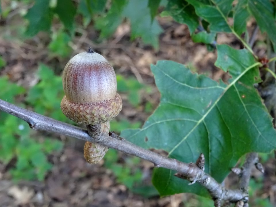 Cupule et gland du Chêne écarlate splendens, Quercus cocci… 