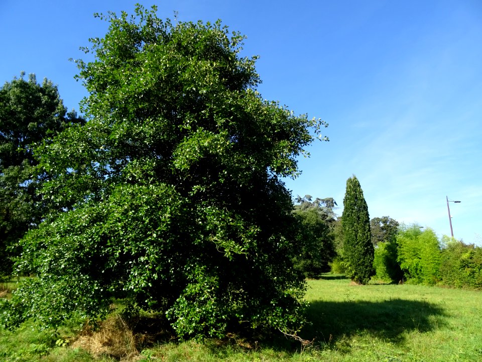 Chêne de Virginie, Quercus virginiana, Fagacées, Arboretum… 