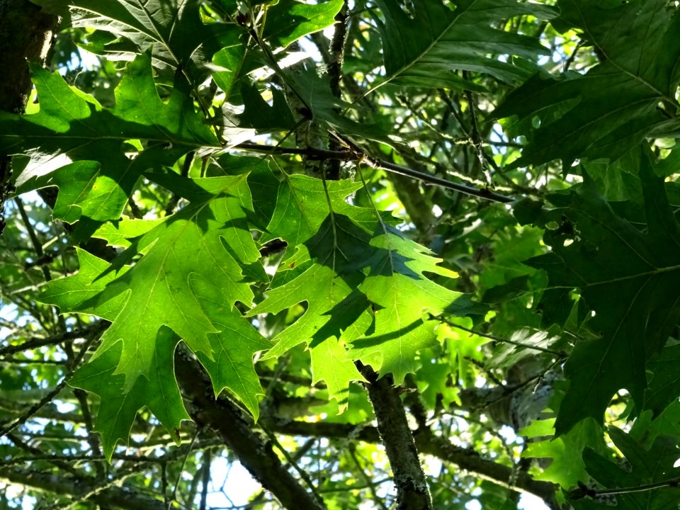 Chêne écarlate splendens, Quercus coccinea 'splendens', Fa… 