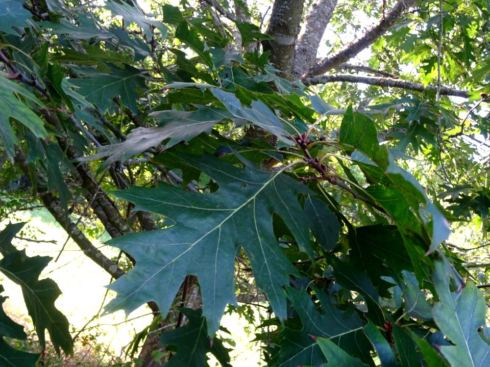 Chêne écarlate splendens, Quercus coccinea 'splendens', Fa… 