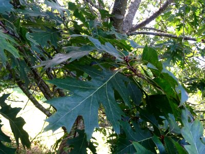 Chêne écarlate splendens, Quercus coccinea 'splendens', Fa… 