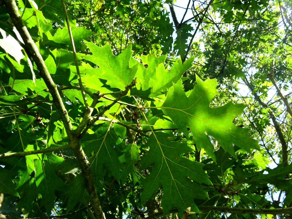 Chêne écarlate splendens, Quercus coccinea 'splendens', Fa… 
