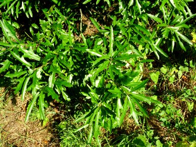 Chêne noir ou Chêne d'eau, Quercus nigra, Fagacées, Arbore… 