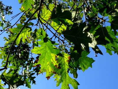 Chêne écarlate splendens, Quercus coccinea 'splendens', Fa… 