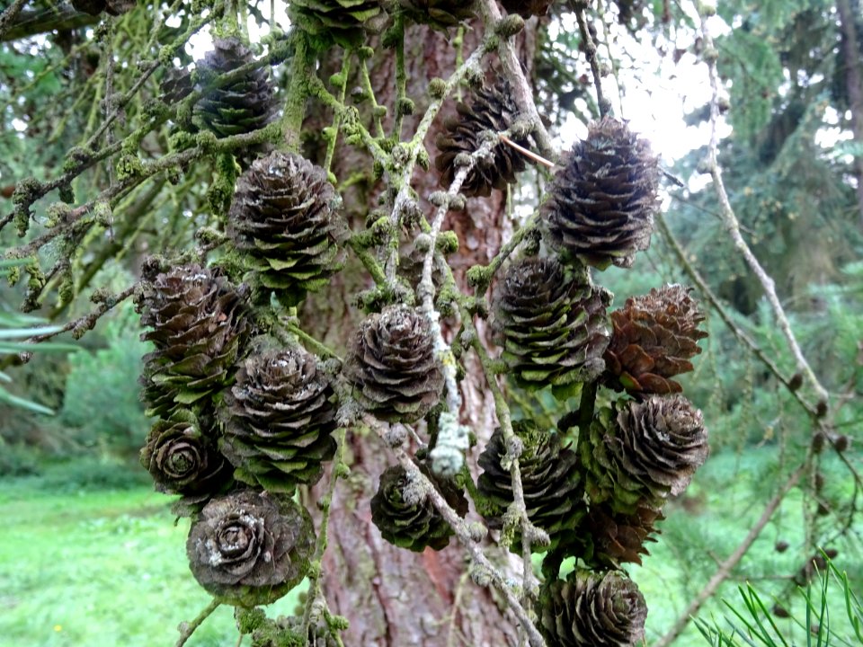 Cônes du Mélèze du Japon, Larix kaempferi 'Blue Rabbit wee… 