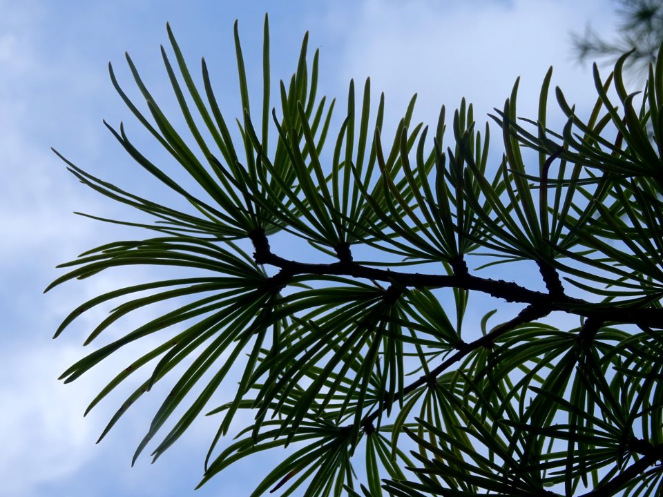 Mélèze de Chine ou Faux Mélèze, Pseudolarix amabilis ou Ps… 