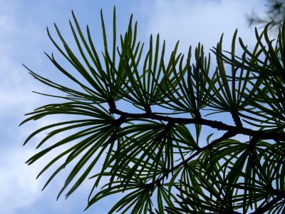 Mélèze de Chine ou Faux Mélèze, Pseudolarix amabilis ou Ps… 