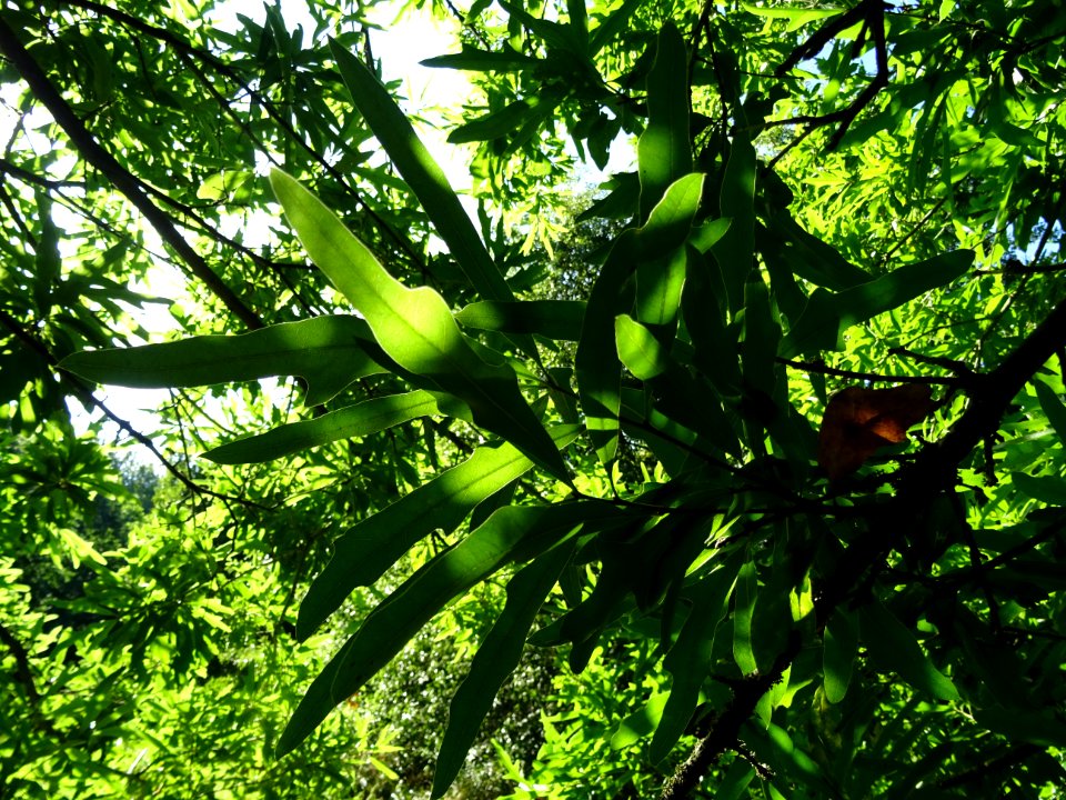Chêne noir ou Chêne d'eau, Quercus nigra, Fagacées, Arbore… 