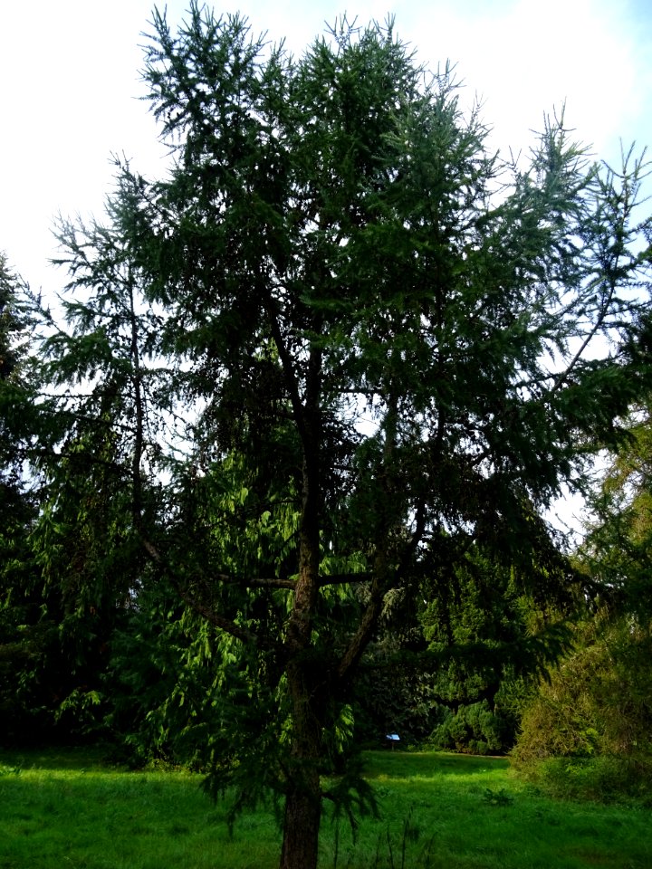 Mélèze du Japon, Larix kaempferi 'Blue Rabbit weeping', Pi… 