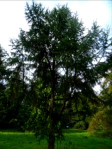 Mélèze du Japon, Larix kaempferi 'Blue Rabbit weeping', Pi… 