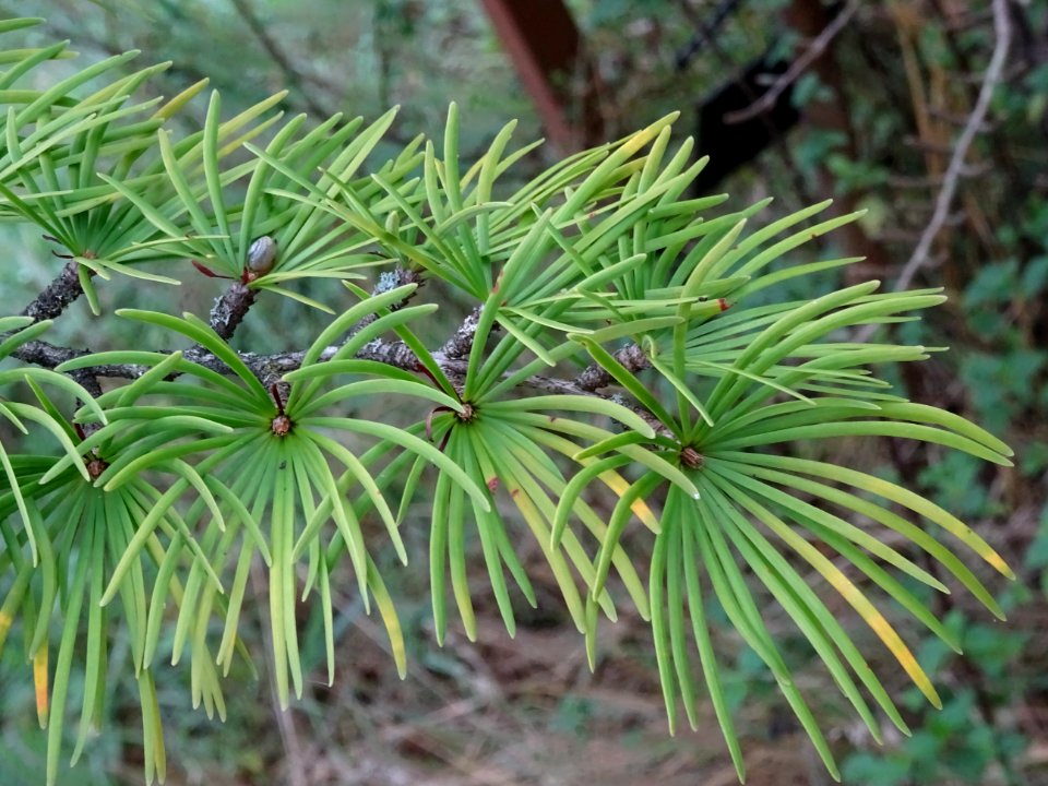 Mélèze de Chine ou Faux Mélèze, Pseudolarix amabilis ou Ps… 