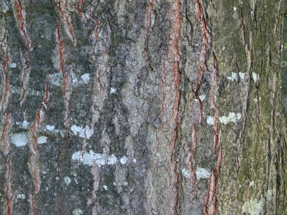 Ecorce du Chêne écarlate splendens, Quercus coccinea 'sple… 