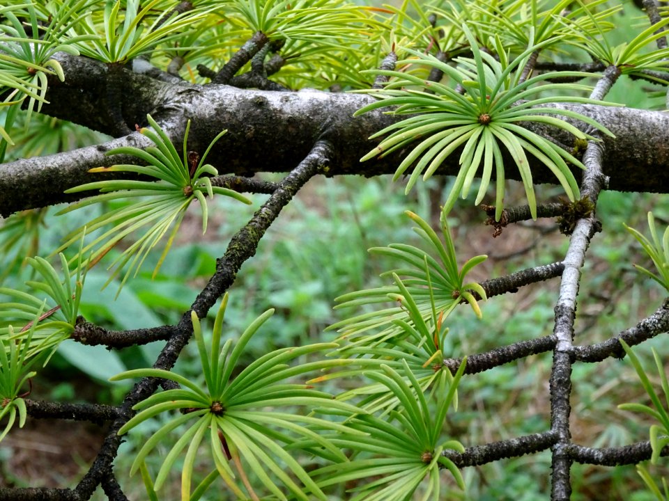 Mélèze de Chine ou Faux Mélèze, Pseudolarix amabilis ou Ps… 
