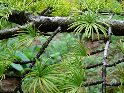 Mélèze de Chine ou Faux Mélèze, Pseudolarix amabilis ou Ps… 