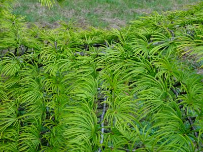 Mélèze de Chine ou Faux Mélèze, Pseudolarix amabilis ou Ps… 