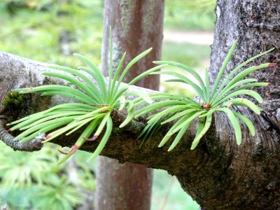 Mélèze de Chine ou Faux Mélèze, Pseudolarix amabilis ou Ps… 
