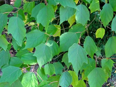 Alangier à feuilles de platane, Alangium chinense ou Alang… 