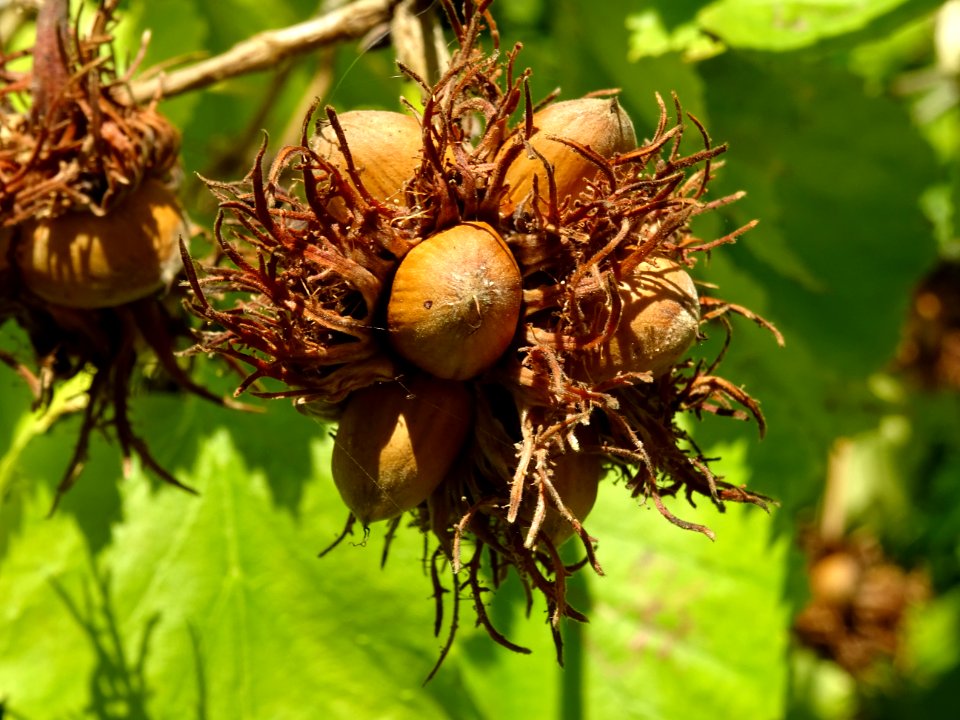 Noisetier de Turquie ou Coudrier de Byzance, Corylus colur… 