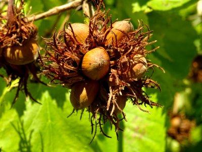 Noisetier de Turquie ou Coudrier de Byzance, Corylus colur… 