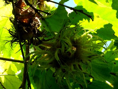 Noisetier de Turquie ou Coudrier de Byzance, Corylus colur… 