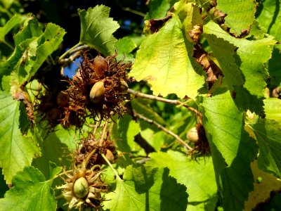 Noisetier de Turquie ou Coudrier de Byzance, Corylus colur… 