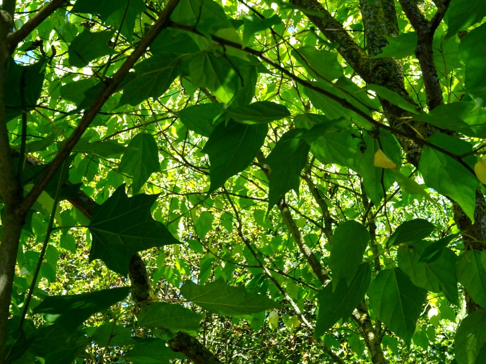 Alangier à feuilles de platane, Alangium chinense ou Alang… 